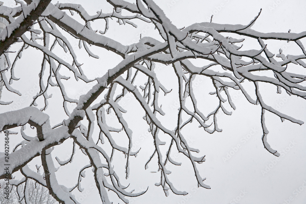 Fototapeta premium branches of tree in the snow