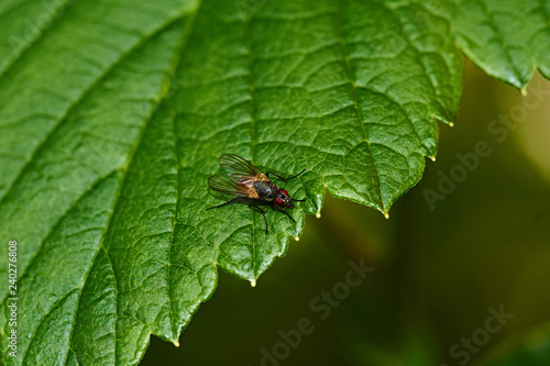 Currant bush. A fly sits on a sheet of currant. Nature, macro, close-up. Russia, Moscow region, Shatura.A fly on a sheet of currant