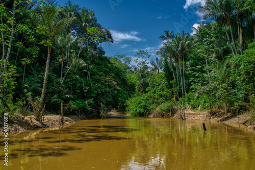 Amazon jungle and river