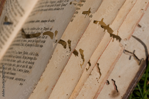 Détail dégât sur vieux livre trou de vers old book insect
