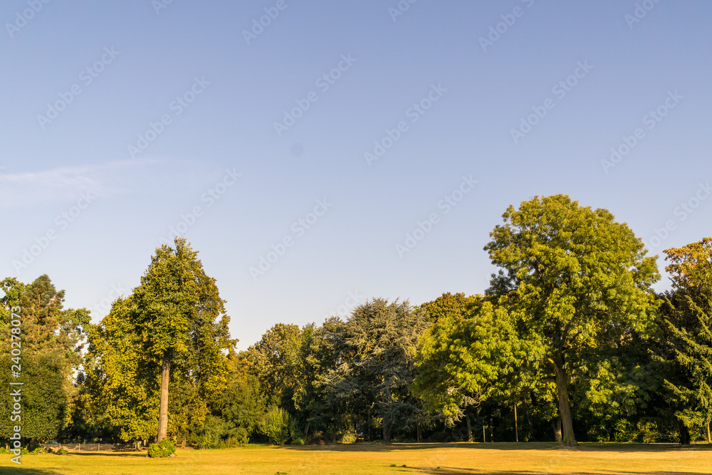 Fototapeta premium Trees and empty sky