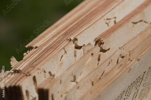 Détail dégât sur vieux livre trou de vers old book insect