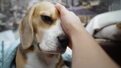 Owner hand stroking dog. Closeup of happy dog licking. Owner love pet. Puppy licking. Human and animal friendship concept