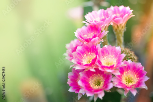 The beauty in nature of cactus pink lobivia flower bouquet in full bloom in springtime. Close-up shot