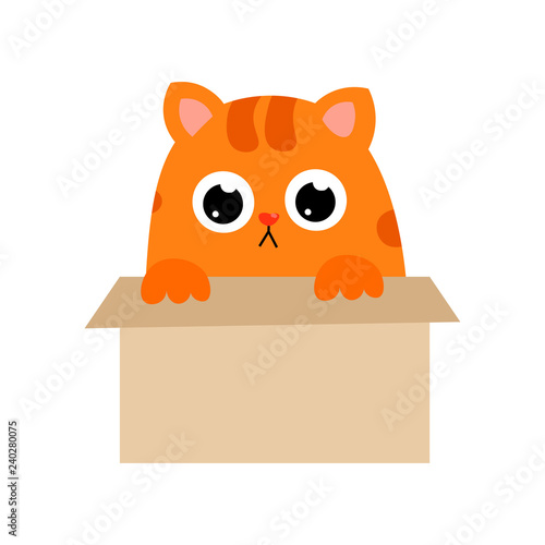  ute red cat with big black eyes and a nose in the form of a heart spends its free time.