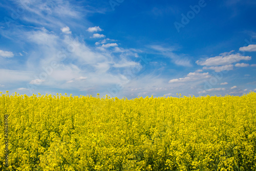 Canola blossoms in the field under blue sky