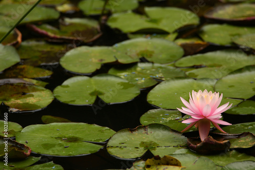 pink water lily in a pond