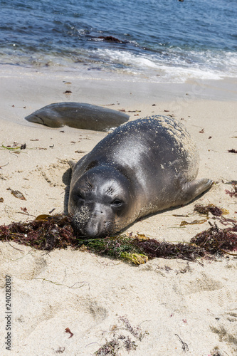 A sea lion lays on the beach in La Jolla, California