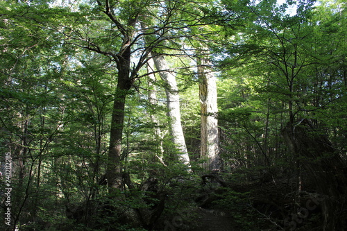 Trees  illuminated  by  the  sun