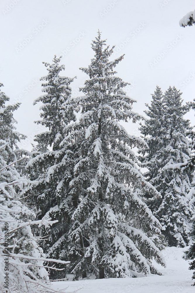 Obraz premium snow-covered spruce