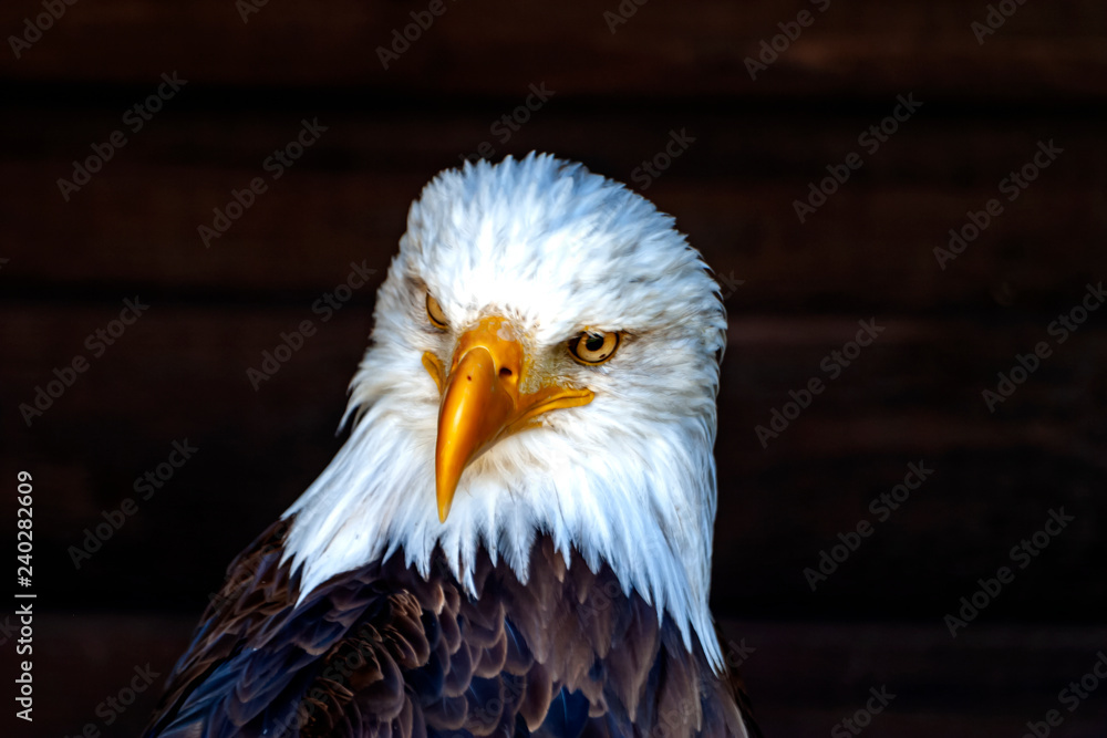 Obraz premium US Wappentier