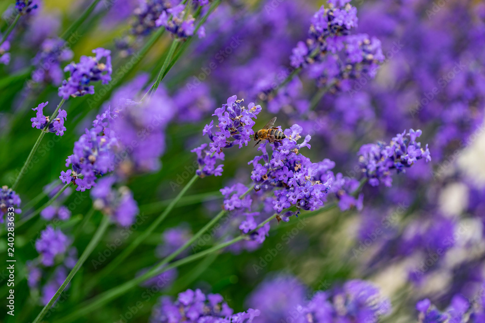 Fototapeta premium Lavendel