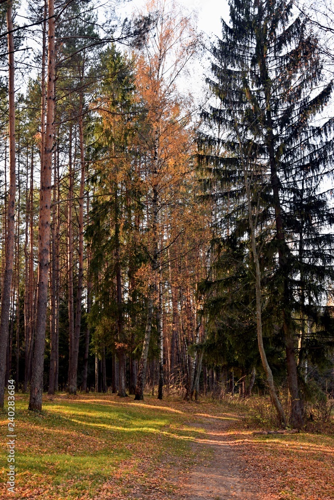 Fototapeta premium forest in autumn