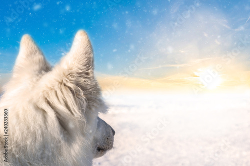 Dogtrekking in winter, white shepherd looking into the sunset  photo