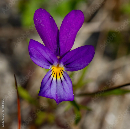 Stiefmütterchen klein
