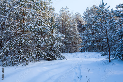 winter snowbound pine tree forest landscape