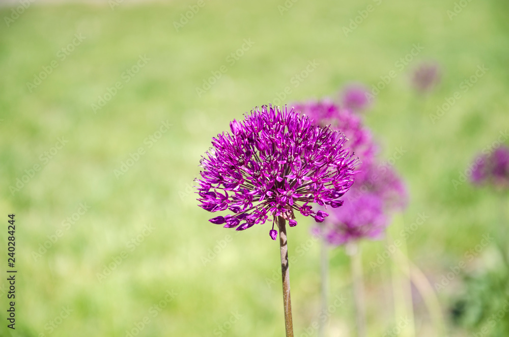 beautiful inflorescence of decorative onions beautiful inflorescence of decorative onions