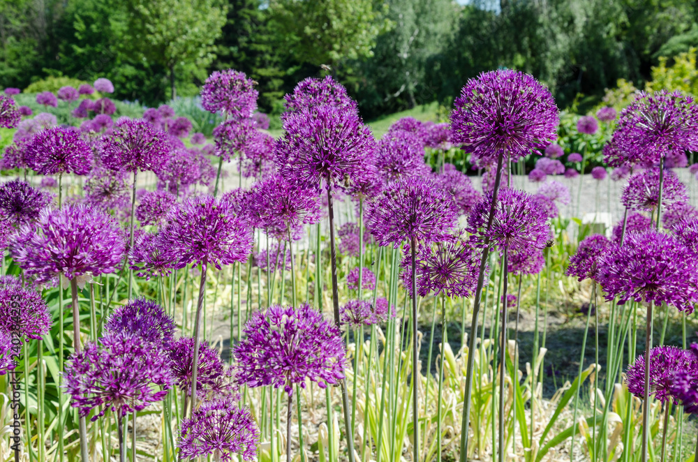 Obraz premium beautiful inflorescence of decorative onions