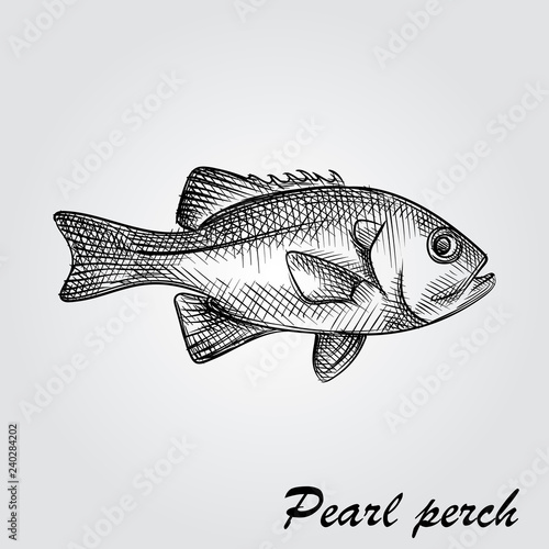 Hand Drawn Pearl perch Sketch Symbol isolated on white background. Vector of Fishing elements In Trendy Style. Sketch of saltwater sea or freshwater river fish species flounder