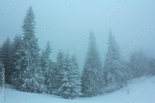winter snowbound forest in a mist