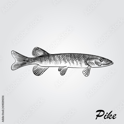 Hand Drawn Pike Sketch Symbol isolated on white background. Vector of Fishing elements In Trendy Style. Sketch of saltwater sea or freshwater river fish species flounder