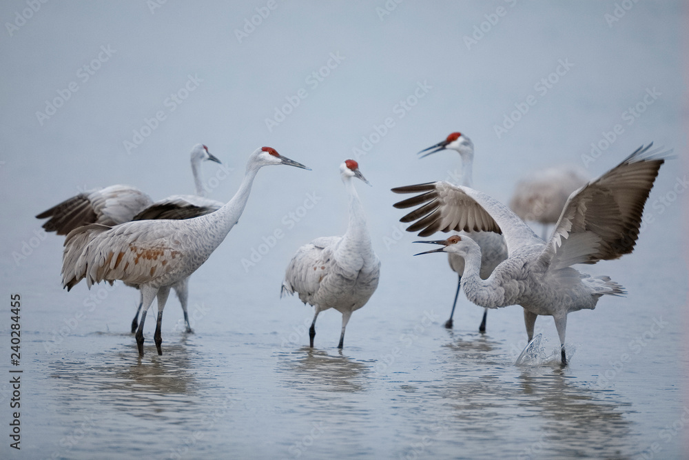 Obraz premium Sandhill Cranes displaying and dancing at dawn - New Mexico