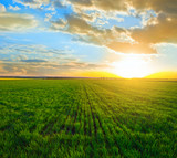 summer green rural field scene at the sunset