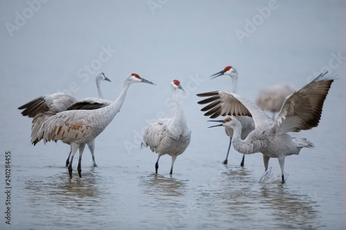 Sandhill Cranes displaying and dancing at dawn - New Mexico