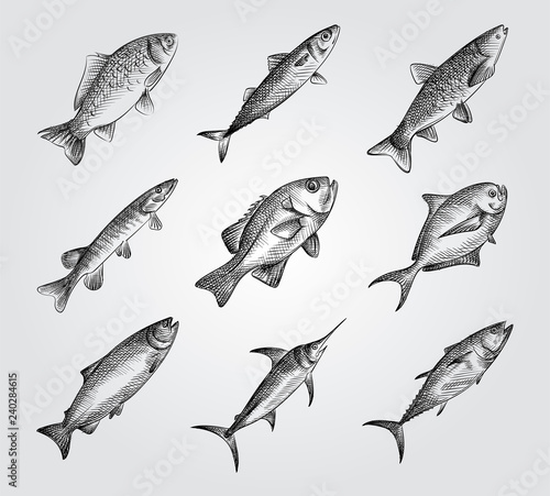 Hand Drawn Fishing elements Sketches Set. Collection Of saltwater sea or freshwater river fish species flounder. Different fish sketches on white background