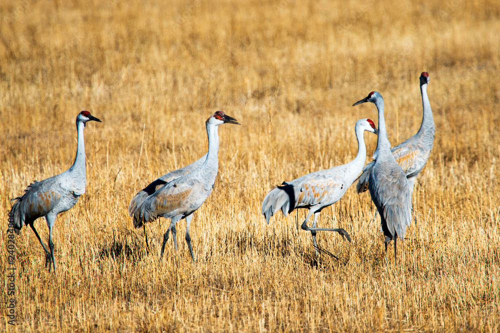 Obraz premium Sandhill Cranes at Bosque Del Apache National Wildlife Refuge