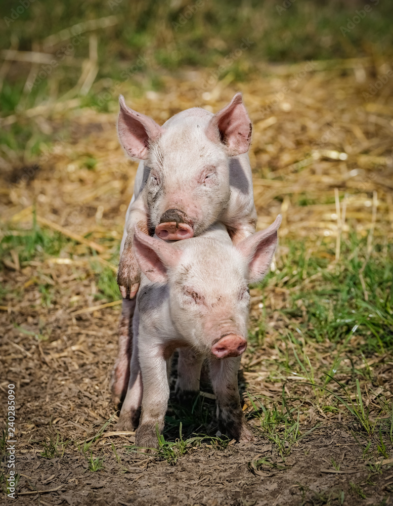 Tierbabys - zwei kleine Ferkel üben Outdoorsex Tierbabys - zwei kleine Ferkel üben Outdoorsex
