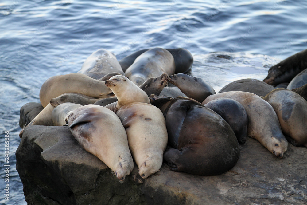 Fototapeta premium Herd of California Sea Lions on the rocky coast of La Jolla, California