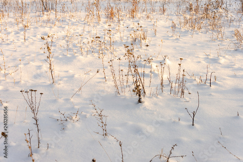 Wallpaper Mural grass yellow from under the snow winter landscape Torontodigital.ca