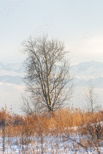 Winter landscape with frozen bare trees on a peeled agricultural field covered with frozen dry yellow grass under a blue sky during sunset