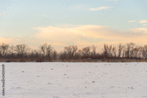 Wallpaper Mural Winter landscape with frozen bare trees on a peeled agricultural field covered with frozen dry yellow grass under a blue sky during sunset Torontodigital.ca
