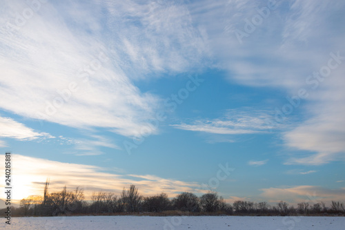 Winter landscape with frozen bare trees on a peeled agricultural field covered with frozen dry yellow grass under a blue sky during sunset © donikz