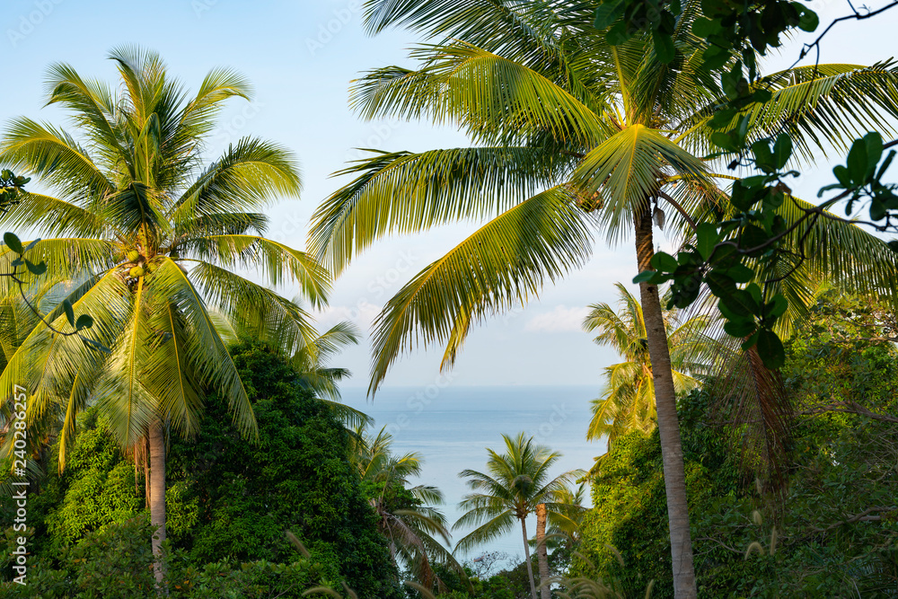 Coconut palm leaf Cocos nucifera with green fruits against the blue sea and sky