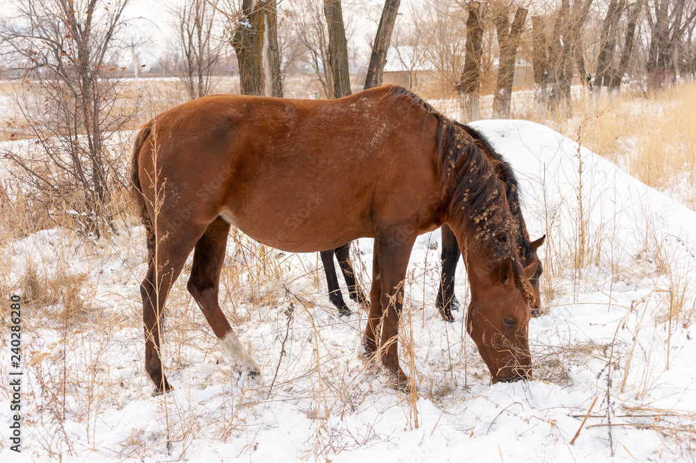 Group of horses nibbling on grass sticking through snow on a cold bright winter day Group of horses nibbling on grass sticking through snow on a cold bright winter day