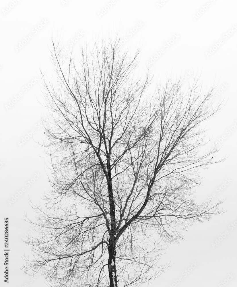 tree branch silhouette on a white background tree branch silhouette on a white background