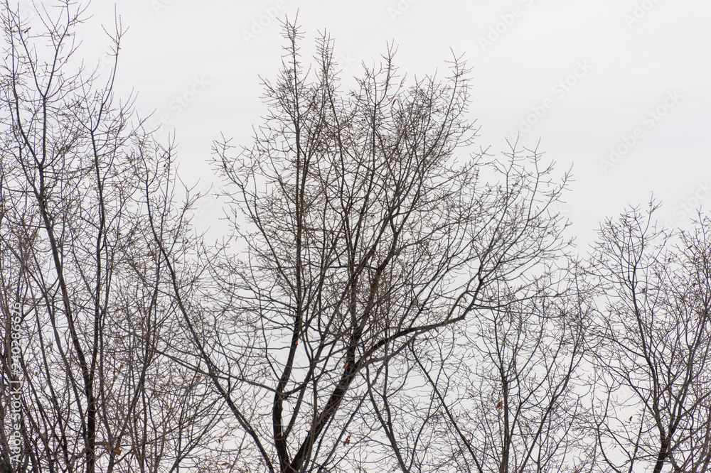 tree branch silhouette on a white background tree branch silhouette on a white background