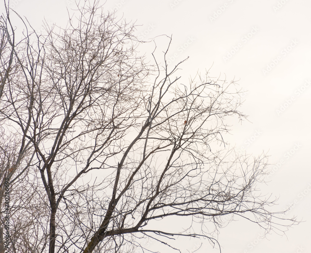 tree branch silhouette on a white background tree branch silhouette on a white background