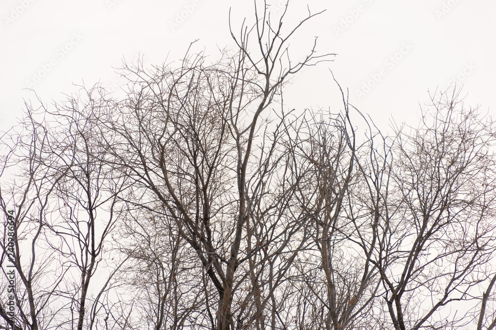 tree branch silhouette on a white background tree branch silhouette on a white background