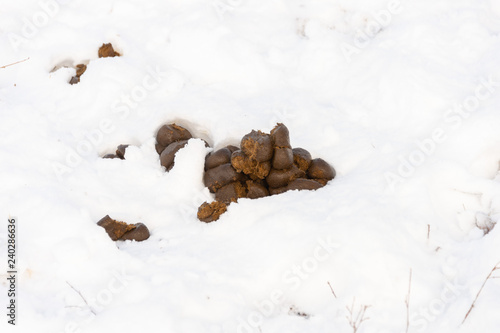 Fototapeta Naklejka Na Ścianę i Meble -  Fresh pile of horse manure rests on a snow background