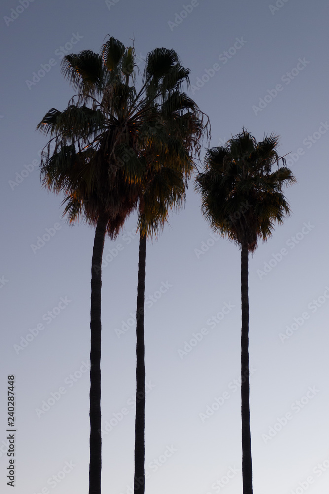 Obraz premium Tall Palm Trees at dusk in San Diego, California
