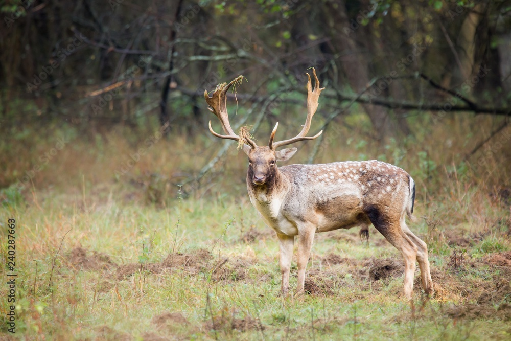 Fallow deer male (dama dama) in autumn forest, wildlife Slovakia. Fallow deer male (dama dama) in autumn forest, wildlife Slovakia.