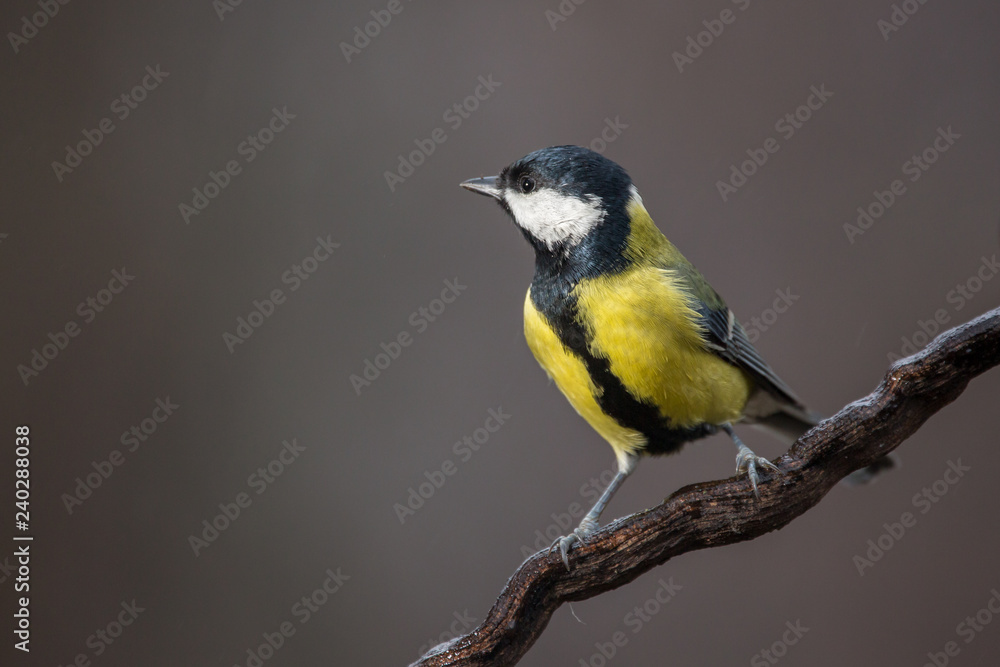 Parus major, Blue tit sitting on the branch. . Wildlife Parus major, Blue tit sitting on the branch. . Wildlife