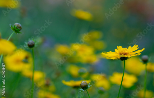 Close-up view to Yellow Cosmos flower Cosmos Bipinnatus with blurred background