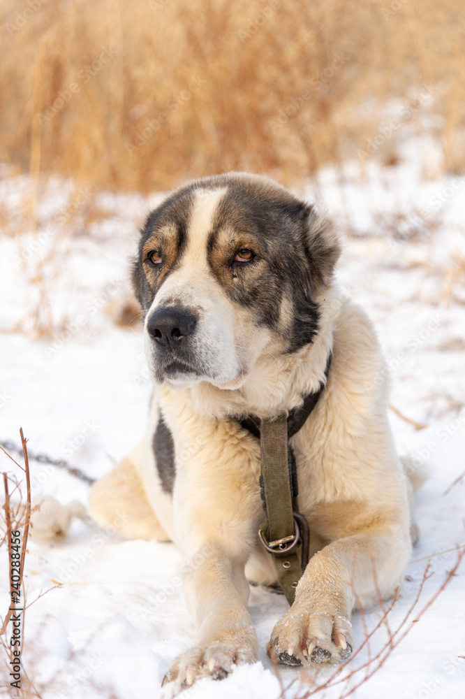 portraits of seated dogs in nature, cold winters