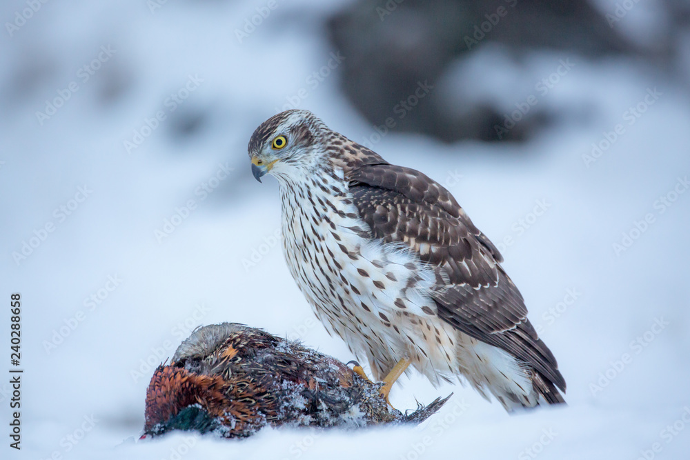 Northern goshawk (Accipiter gentilis) feeding food in the snow. Wildlife scenery, winter time. Birds of prey, Predator. Northern goshawk (Accipiter gentilis) feeding food in the snow. Wildlife scenery, winter time. Birds of prey, Predator.