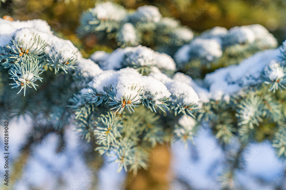 blue pine branches and snow lit by sun blue pine branches and snow lit by sun